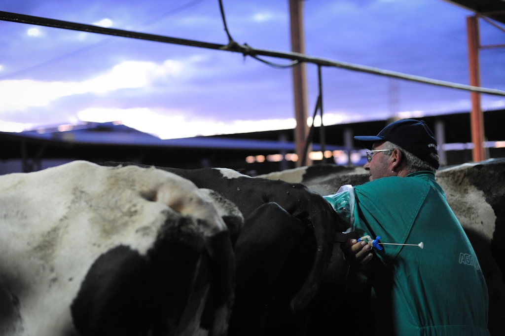 Artificial Insemination on Dairy Farm
