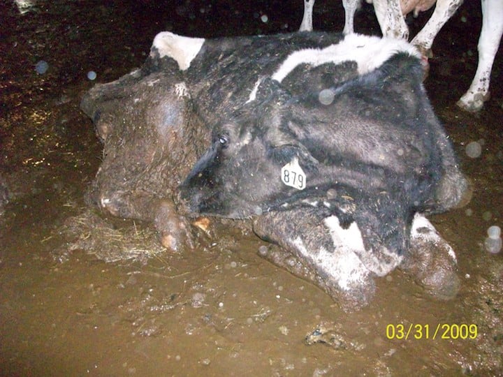 Mud Covered Cow Lying Down (Land O' Lakes investigation)