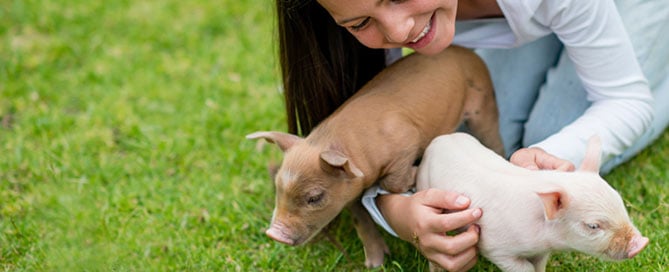 Girl with piglets