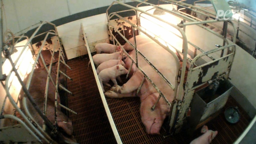 pig in farrowing crate nursing piglets