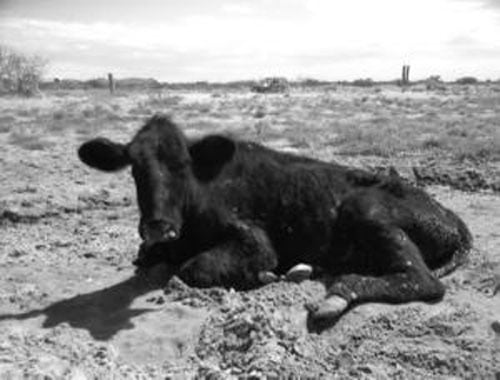 Downed Cow in LasCruces, NM