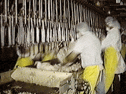 Chickens Getting Shackled GIF