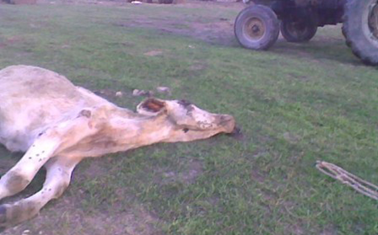 Downed Cow on Farm