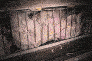 Chickens in Overcrowded Cages GIF