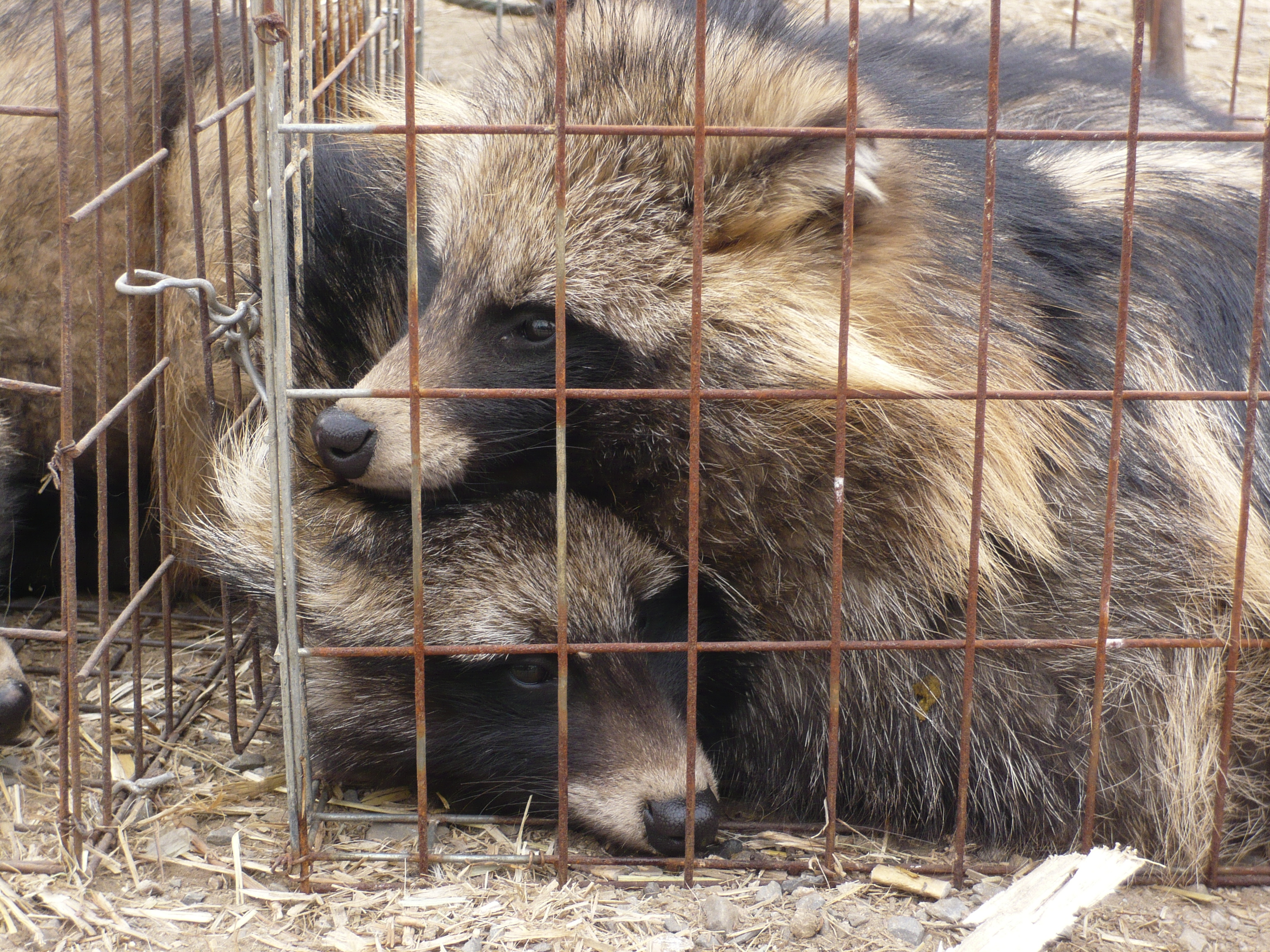 Caged raccoon dogs (6)