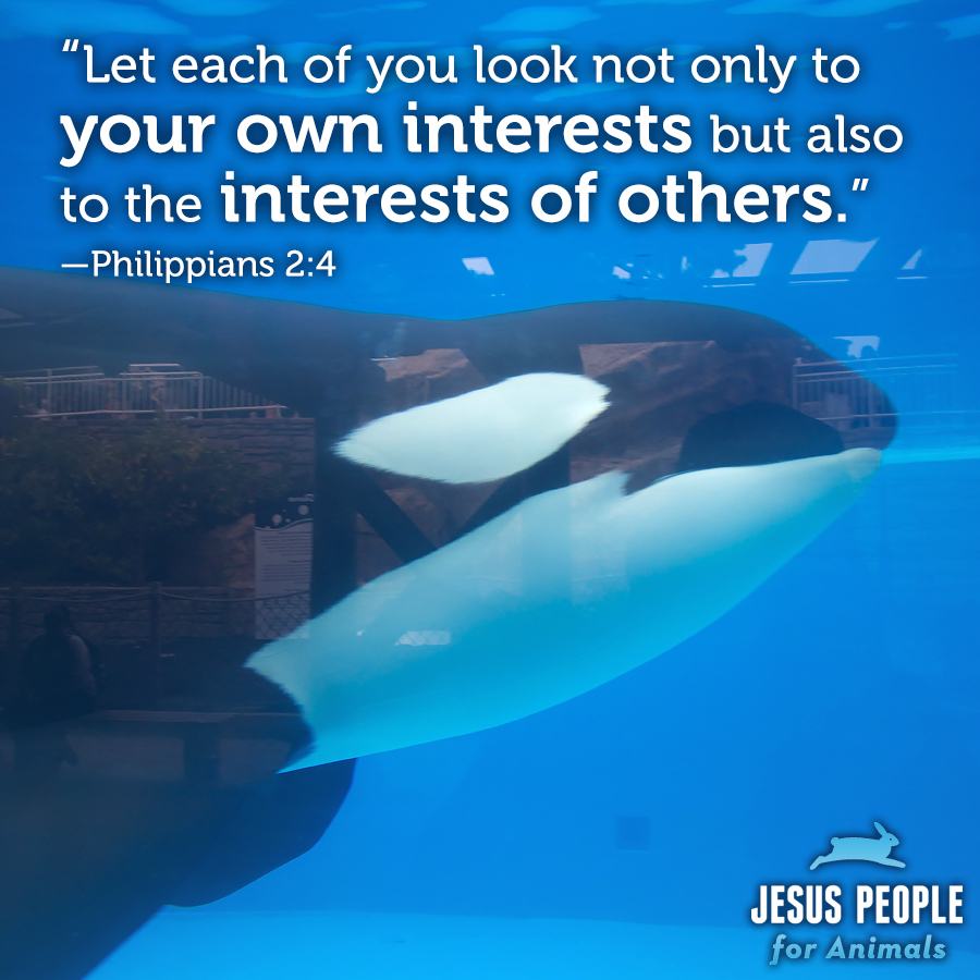 JesusPeopleForAnimals-social-interests-of-others-verse-orca-1