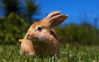 Cute brown bunny on lawn with small yellow flower