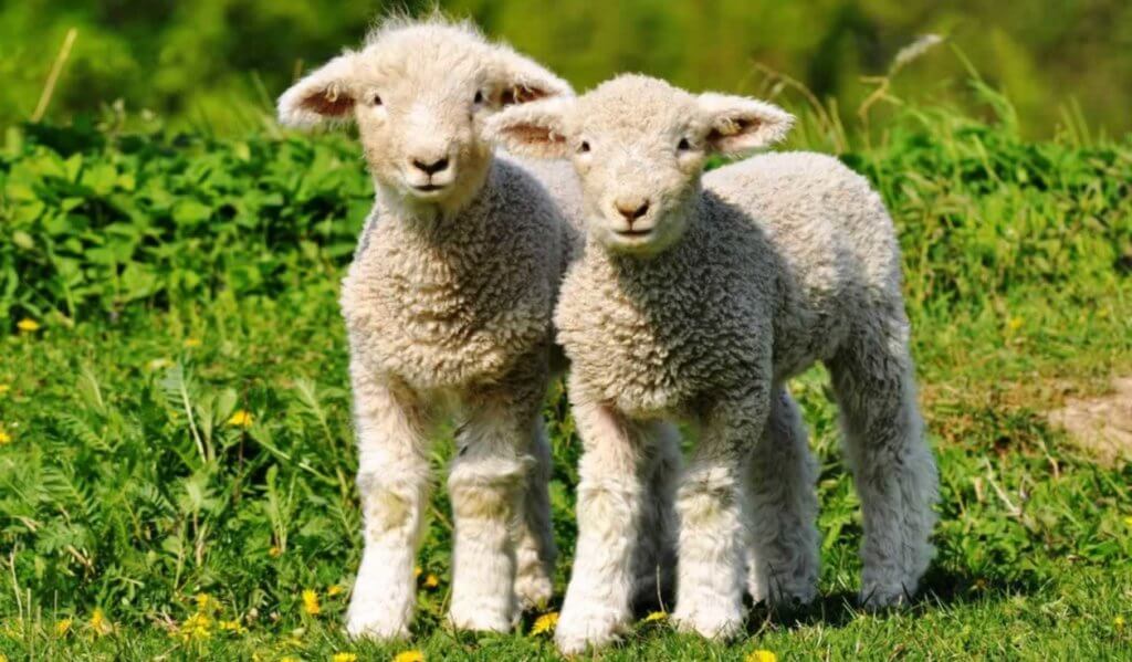 Two cute white lambs standing in green grass