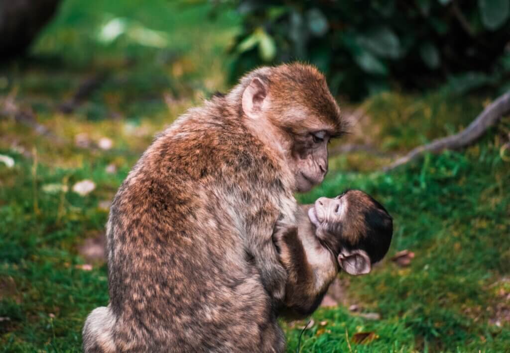 Mother and Baby Monkey