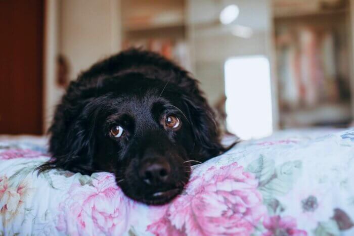 Sad black dog on floral bedspread