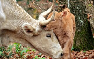 A mother cow and her calf embrace