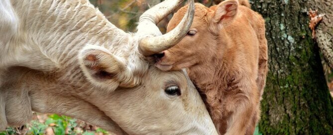 A mother cow and her calf embrace