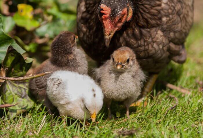A mother hen and her chicks