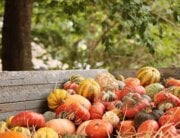 Thanksgiving reflections - Pumpkins and gourds